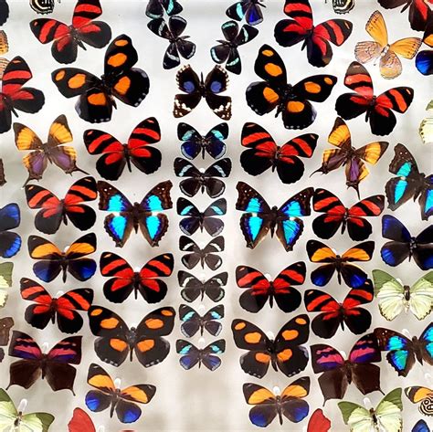 Butterfly Shape Art Using Real Butterflies Synergy 28 X 23 3d