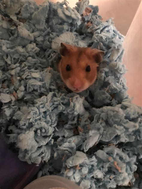 My New Hamster Leo Burrowed For The First Time Hamster