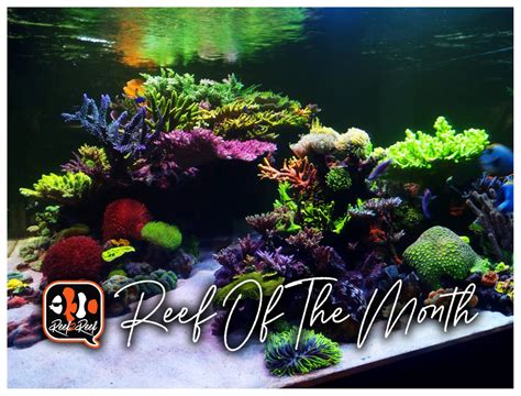Reef Spotlight REEF OF THE MONTH July 2023 Alex Costa S Amazing