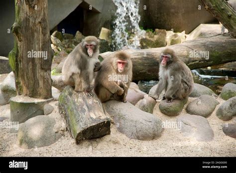 Monkeys In Amsterdam Zoo Hi Res Stock Photography And Images Alamy