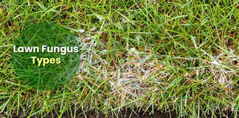 Different Lawn Fungus Types And Yard Diseases Embracegardening
