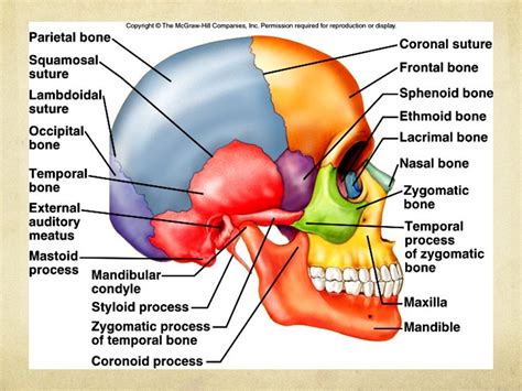 Temporal Process Of Zygomatic Bone Slidesharetrick