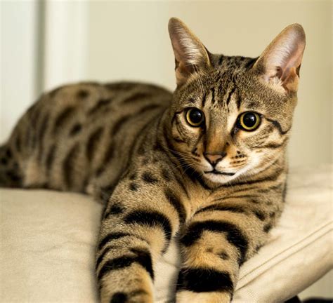 Are Savannah Cats Hypoallergenic Select Exotics Savannah Cats