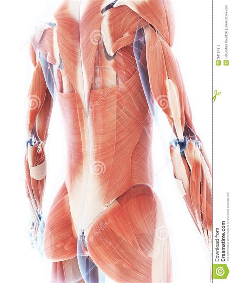 The Female Muscle System Stock Illustration Illustration Of Woman