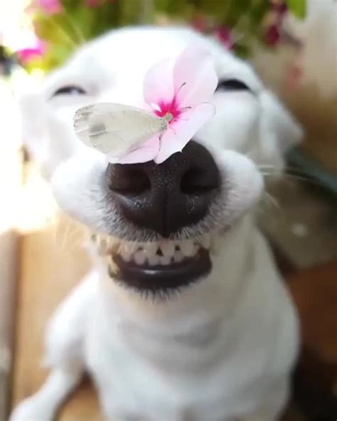 Butterfly On A Dogs Nose Aww