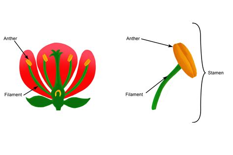 Terms for the sexuality of individual flowers: The stamen is the male reproductive part of the flower