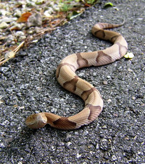 Top 10 Venomous Snakes To Look Out For On A Hunting Trip Outdoor Life