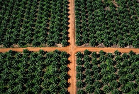 Vision Blockchain Technology For Indonesias Palm Oil Sector — Global