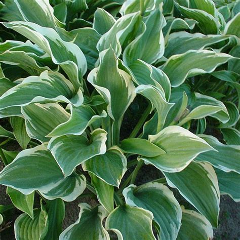 Buy Plantain Lily Hosta Regal Splendor £699 Delivery By Crocus