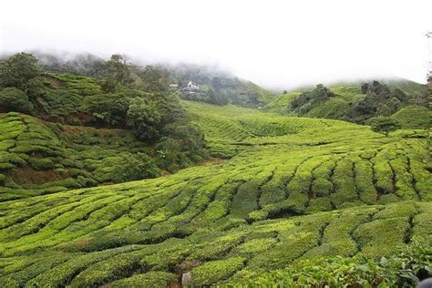 As soon as you reach the the cameron highlands and their beautiful nature and views are certainly worth a visit. 10 of the most beautiful places to visit in Malaysia ...