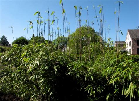 Acidosasa acidosasa gigantea (picture above left) moderately hardy giant with graceful leaves. Bamboe hagen bamboekwekerij Kimmei Valkenswaard