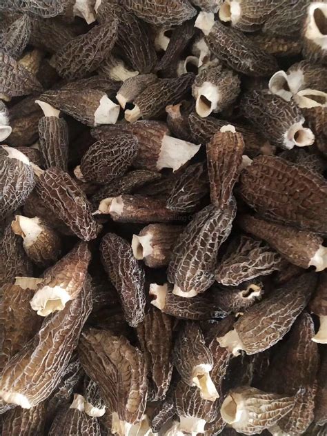 China Wild Best Quality Morel Mushroom Price Morchella - China ...
