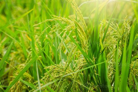 Selective Focus On Ear Of Rice Green Paddy Field Rice Plantation