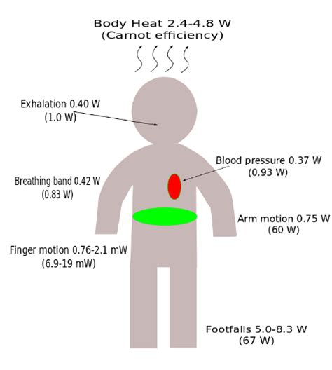 Energy Sources On Human Body 3 Download Scientific Diagram