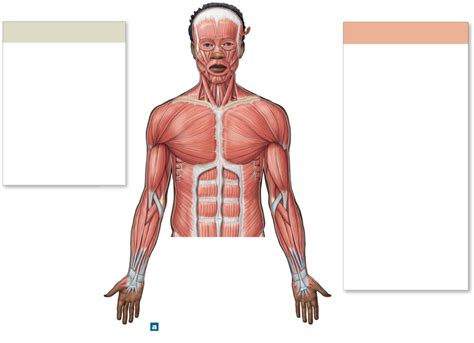 Axialappendicular Muscles Anterior 1 Diagram Quizlet