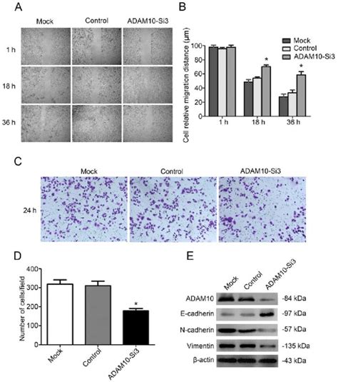 effects of adam10 si3 on the migration of fadu cells migration of fadu download scientific