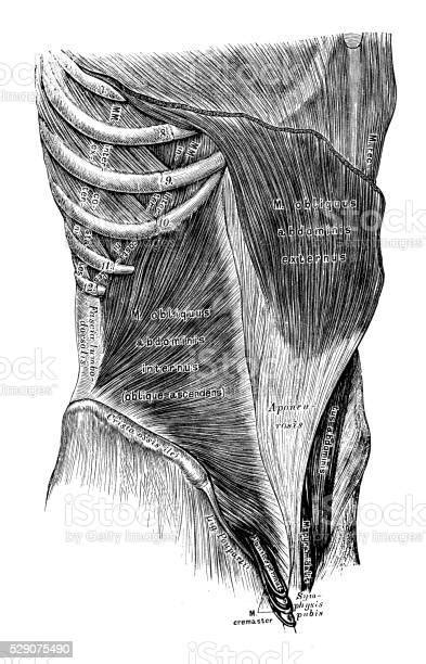 Human Anatomy Scientific Illustrations Abdomen Muscles Stock
