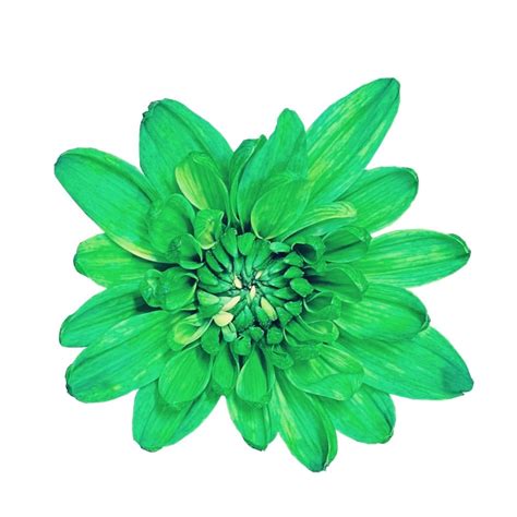 Get widget most reviewed most relevant. Emerald Neon Tinted Cushion - Liberty Blooms