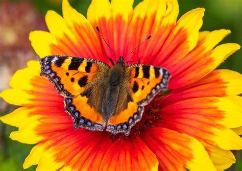 Les 3 Plus Beaux Papillons De Nos Jardins Terre Et Jardin Terre Et