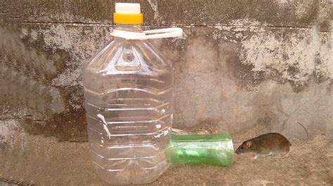 Rat Traps Homemade How To Make A Simple Mouse Trap From Plastic Bottle YouTube