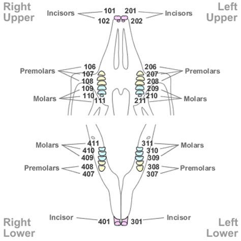 8 best tooth chart printable full sheet. Tooth Numbering in other Species