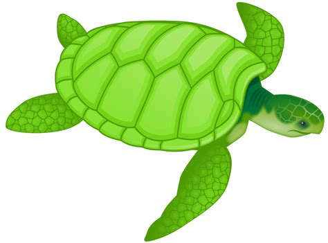 Loggerhead Sea Turtle Clipart 20 Free Cliparts Download Images On