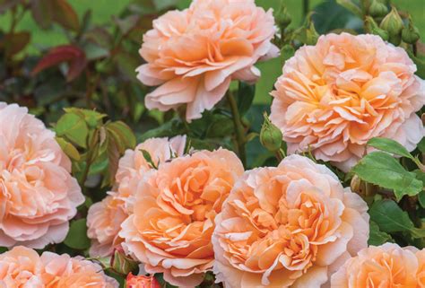 Dream Of David Austin English Roses Cinthia Milner
