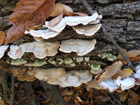 Can You Help Me Identify A Fungus Growing On My Oak Tree It Looks Like