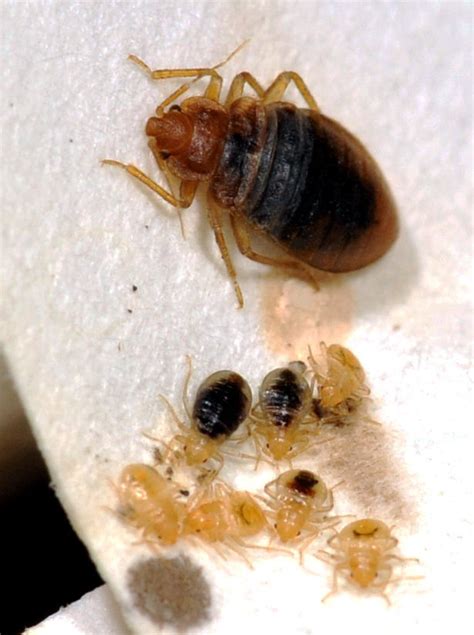 Bed Bugs ‘crawling On Our Desks At Tucson Call Center American