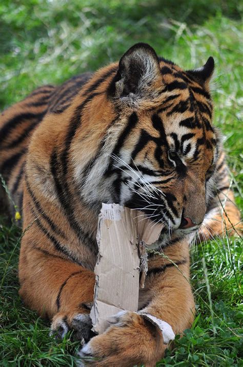 Tiger Eating Cardboard Photograph By Sandra White Pixels
