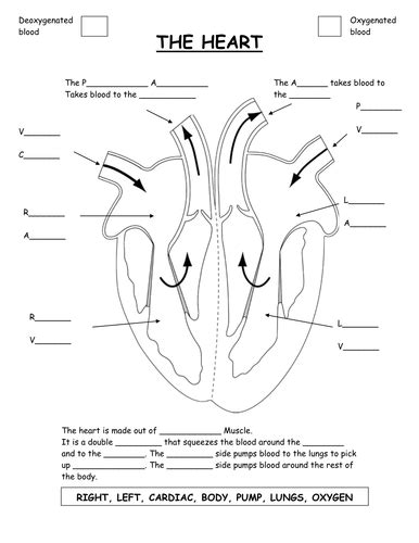 Parts Of The Heart Diagram Worksheet By Gammaray Teaching Resources