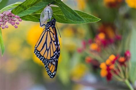 Do Monarch Butterfly Sightings Have Meaning Birds And Blooms