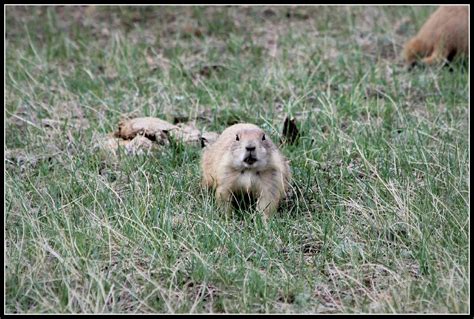 Black Tailed Prairie Dogs In Grasslands National Park A Photo On