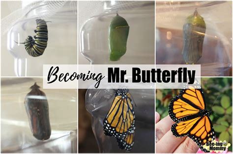 Becoming Mr Butterfly Metamorphosis Of A Monarch Butterfly