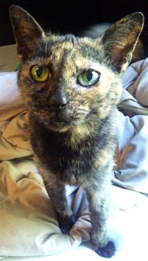 Cat For Adoption Molly A Siamese And Tortoiseshell Mix In Camillus Ny