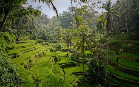 Tegalalang Rice Terrace Ubud The Complete Guide