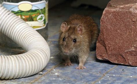 How To Get Rid Of Rats In Your Home Avon Pest Control