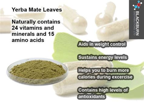 Yerba Mate Benefits