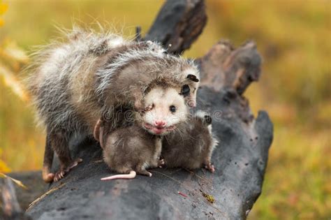 Virginia Opossum Adult Didelphis Virginiana Looks Out Joey Paw In Eye