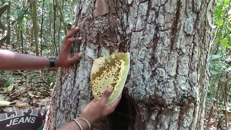 Wild Honey Harvesting Forest Honey Extraction Honey Bee Primitive