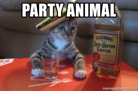 Party Animal Drunk Cat Meme Generator