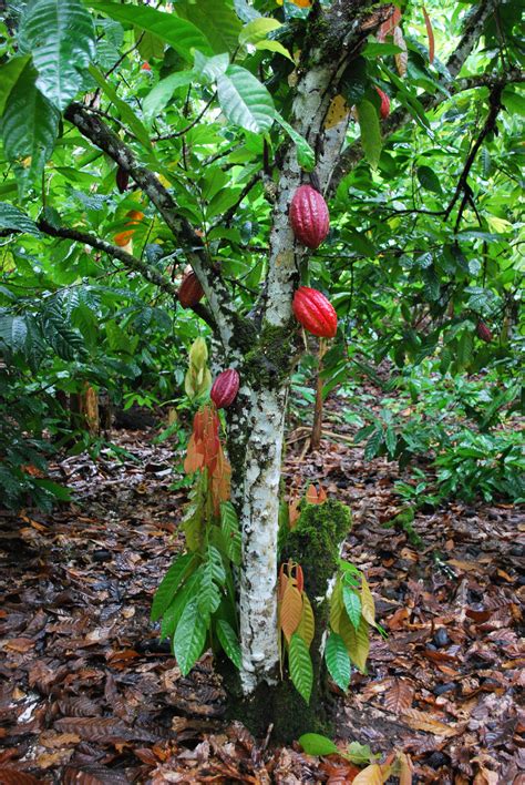 How To Grow A Cacao Tree From Seed Mymagesvertical
