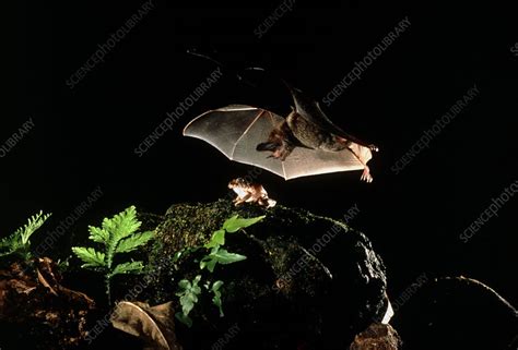 Frog Eating Bat Stock Image Z9150018 Science Photo Library
