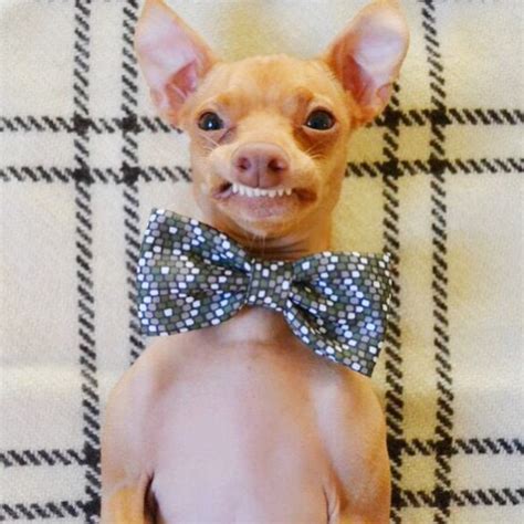 16 Awkward Chihuahuas With Resting Doofus Face Barkpost