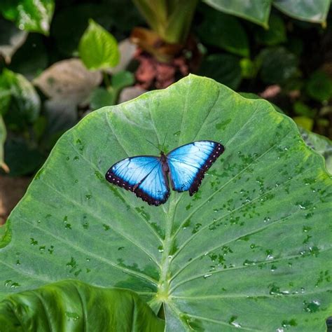 Mariposa Morfo Azul En Una Hoja Foto Premium
