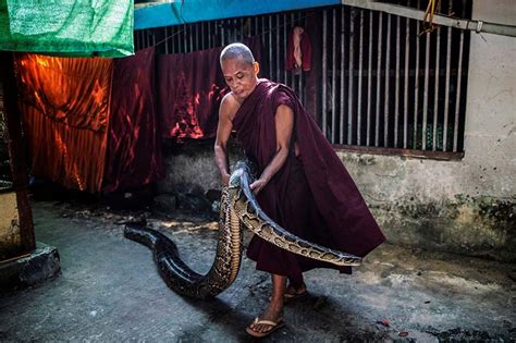Myanmar Monk Offers Temple Sanctuary For Threatened Snakes The