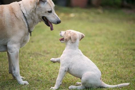 Little White Puppy Raise Front Leg Hello Gesture To Its Mother Dog