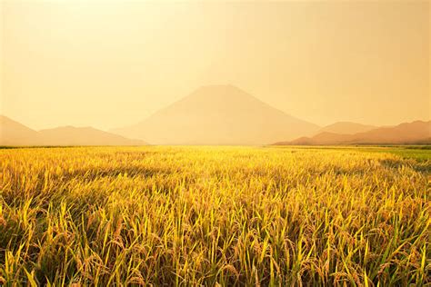 5400 Bali Rice Field Sunset Stock Photos Pictures And Royalty Free