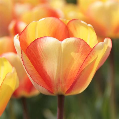 Tulip Darwin Hybrid Beauty Of Spring 20 Bulbs Longfield Gardens