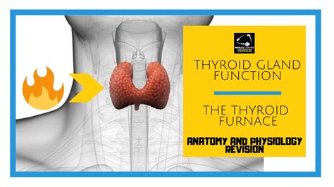 Thyroid Gland Function The Thyroid Furnace Parallel Coaching